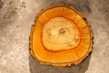 scenic tree woodcut
