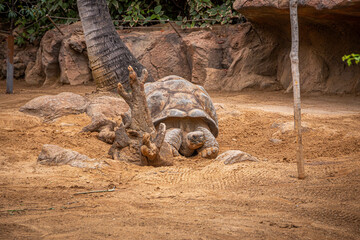 Huge sea turtle walks on sand in Loro Parque, Tenerife