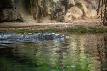 A hippopotamus hides in the water in Loro Parque, Tenerife 