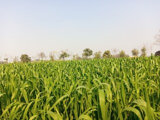 beautiful background of natural scenery