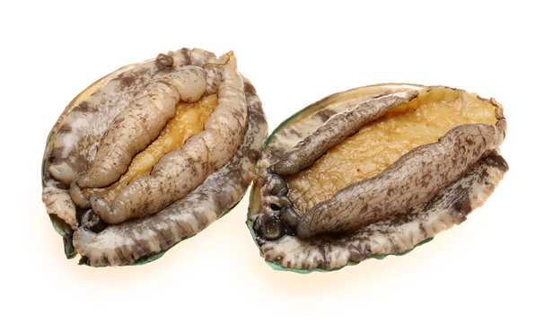 Raw abalones on the white background 