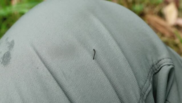Skinny leech is active on hiker's pants