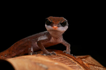 Cat eye gecko closeup on dry leaves, Baby cat eye gecko closeup, Cat eye gecko (Aeluroscalabotes...