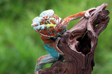 chameleon panther closeup on wood