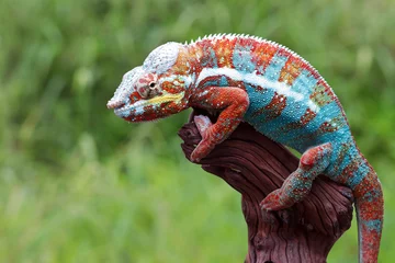 Kussenhoes chameleon panther closeup on wood © kuritafsheen