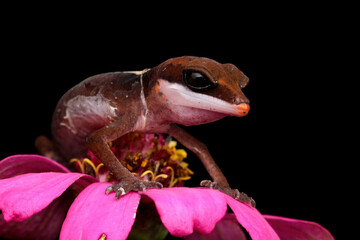 Baby cat eye gecko closeup on flower
