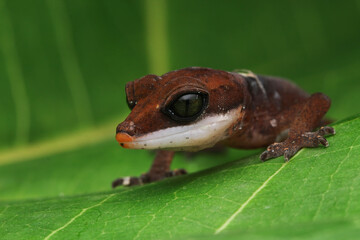 Baby cat eye gecko closeup on leaves, Cat eye gecko (Aeluroscalabotes felinus) 