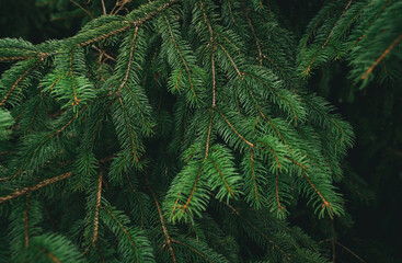 Green pine tree leaves and branches on dark background in the forest. Nature abstract background....