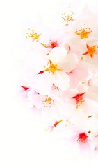 白背景に桜の花びら、サクラの花のクローズアップ