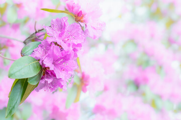 Delicate pink azalea (rhododendron) flowers on blurred background with soft focus. Evergreen Japanese azaleas. Postcard background with copy space. May, Massachusetts.