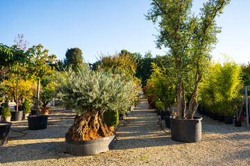 trees in large pots ready for transplanting
