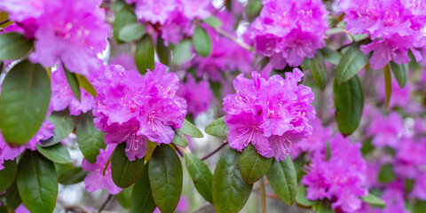 Close-up pink azalea flowers on branches with green leaves in May