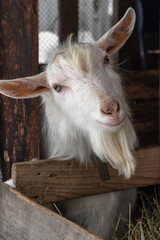 White goat, male hornless breed zaanen. The head is tilted sideways, looking into the camera, it's winter, it's snowing. Concept: eco-farm, lifestyle, home farm, goat breeding, ecological product