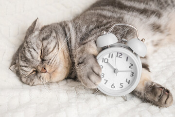 A gray and black striped Scottish fold cat lies on the sofa, in her paws is a grey alarm clock. The concept of morning, awakening. Cute funny pet..