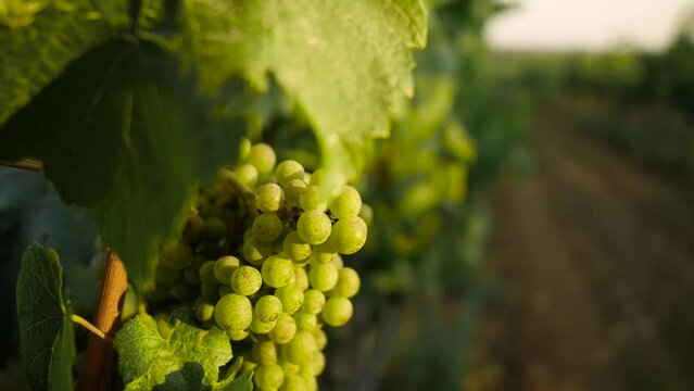Fresh grape on the vineyard