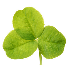 green leaf isolated on white background