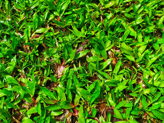 Green elephant grass in the yard