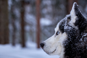 Dark Portrait magnificent Siberian husky dog with blue eyes. Husky dog in winter forest lies on the snow. Close up.