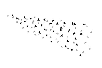 A flock of flying birds. Free birds. Vector illustration