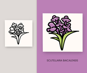 Scutellaria baicalensis with purple flower