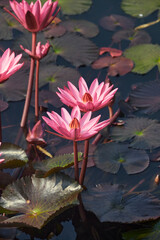 Beautiful pink (purple hued) water-lily (Nymphaea rubra) in a shallow pond. A popular aquatic garden plant, known for its vibrant ornamental flower. It is known as 'saluk' in Bengali language.