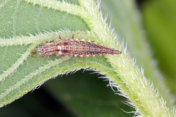 Chrysopidae lacewing larva on a green leaf of sunflower. It is a predator that eats plant pests.