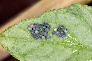 Stink aka Shield bug eggs on potato leaf. Ridged cluster.