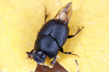 Onthophagus ovatus dung beetle. Small dung beetle in the family Scarabaeidae. These insects feed on animal feces.