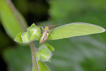 Lygus bug of Miridae family on a marjoram plant.
