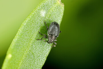 A tiny beetle of the genus Ceutorhynchus on a damaged arugula plant - Eruca sativa.