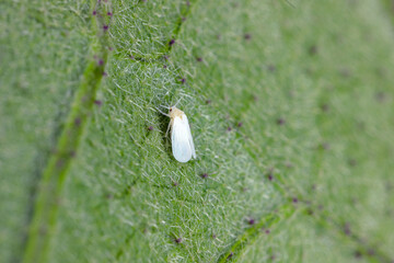 The glasshouse whitefly or greenhouse whitefly - Trialeurodes vaporariorum. It is important pest of...