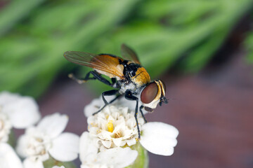 A small fly on a flower.