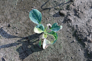 Cabbage plant damaged by improper application of crop protection products - phytotoxic effect.