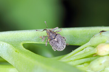 Ceutorhynchus napi and Ceutorhynchus pallidactylus (formerly quadridens) Cabbage Stem Weevils....