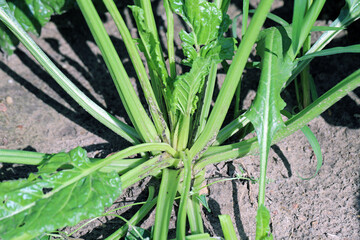 Damaged plants of sugar beet by caterpillars of the beet moth Scrobipalpa ocellatella, is a moth in the family Gelechiidae. This is an important pest of sugar beet and other crops.