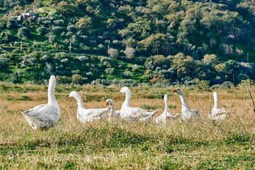 Geese flock grazing in grassland in rural area in sunny day. Little home goose farm. White geese feeding on meadow.
