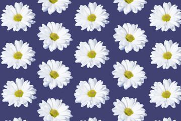 Creative pattern made of daisies isolated on a purple background. Spring, summer concept. Top view, flat lay