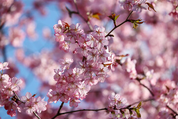Pink sakura flowers on a branch at sunny day. Cherry blossom in spring garden on blue sky background