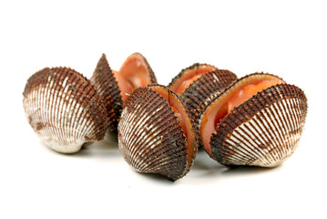 Scapharca subcrenata on white background 