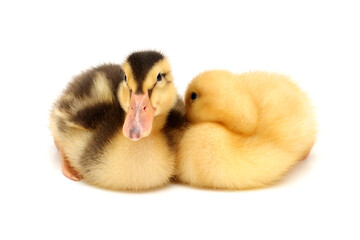 two ducklings isolated on white