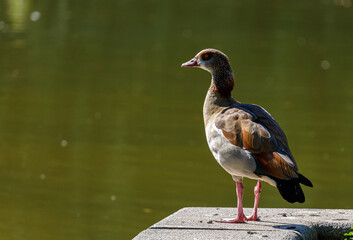 Egyptian goose near to the water
