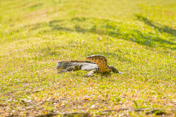 damn is resting on the lawn.