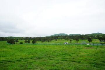 landscape with horses in field