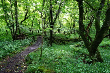 a pathway through dense spring forest