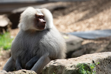 A Hamadryas Baboon (Papio hamadryas).