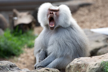 A Hamadryas Baboon (Papio hamadryas).