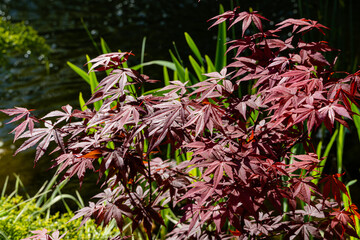 Japanese maple Acer palmatum Atropurpureum on bank of beautiful garden pond. Young red leaves on blurred background of leaves of swamp iris. Spring landscaped garden. Nature concept for design.