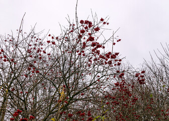red autumn berry accents on the river bank, traditional river bank vegetation in autumn, various reeds and grasses on the river bank, bare trees, autumn
