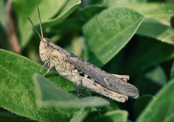 Grasshopper on the leaf