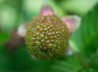 Unripe blackberry 